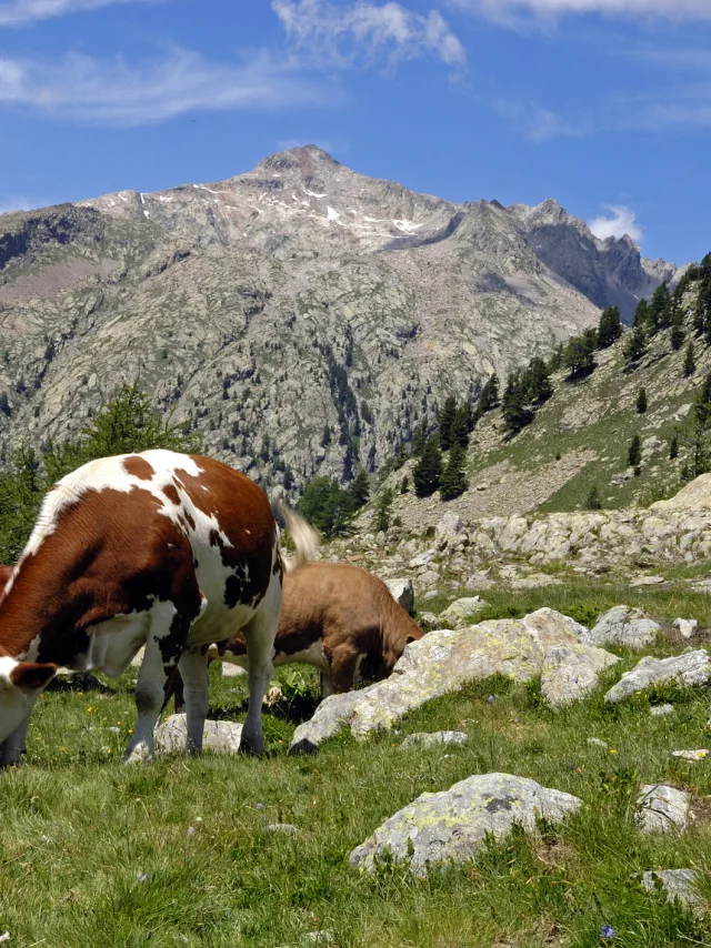 Vaches dans les pâturages du Haut Boréon dans le Parc National du Mercantour